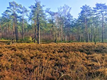 Trees on field in forest against sky