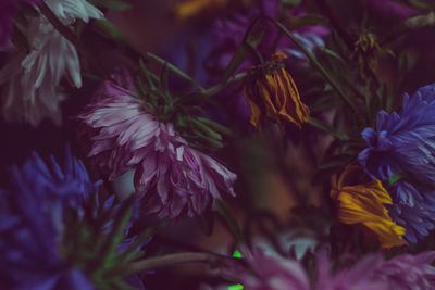 Close-up of purple flowering plants