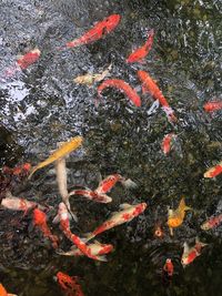 High angle view of koi carps swimming in pond
