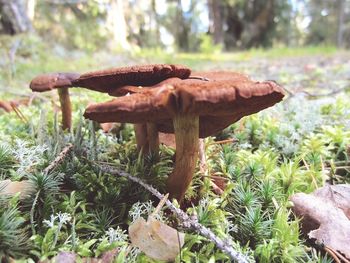 Close-up of mushrooms growing in forest