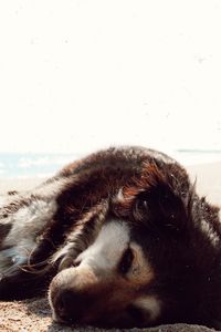 Close-up of a dog looking away