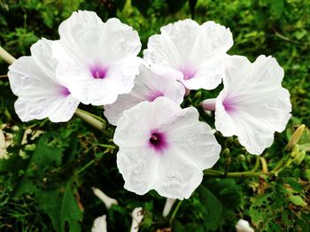 Close-up of white flowering plant