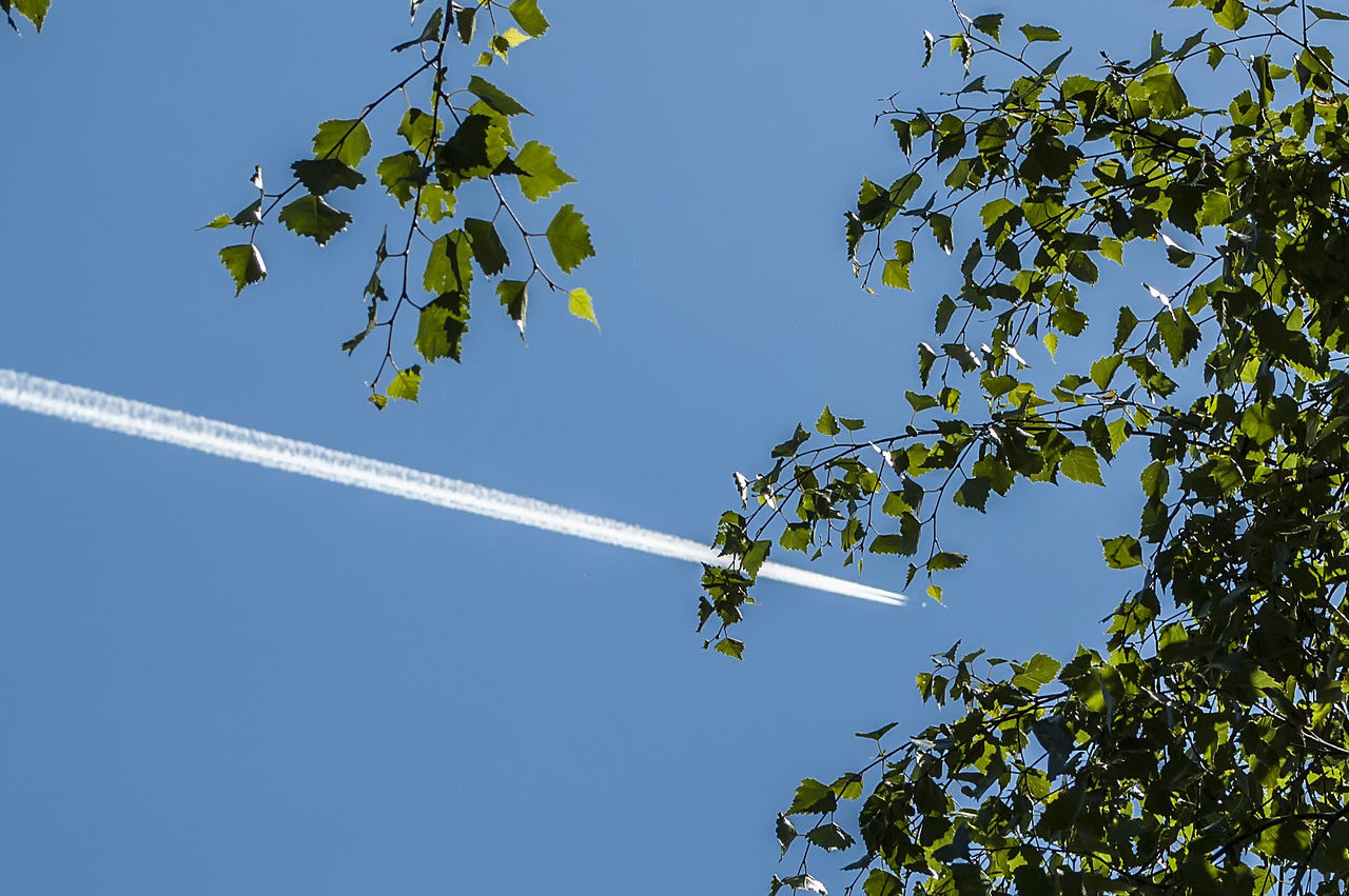 sky, low angle view, plant, tree, nature, growth, day, vapor trail, plant part, no people, leaf, blue, branch, beauty in nature, clear sky, green color, outdoors, air vehicle, sunlight, directly below