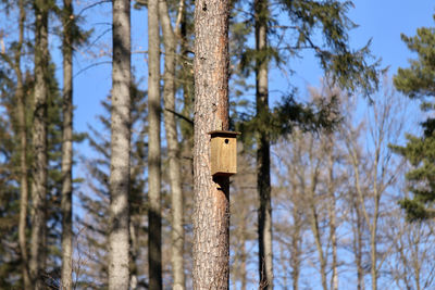 Low angle view of birdhouse on tree trunk