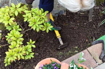 High angle view of senior adult gardening in yard