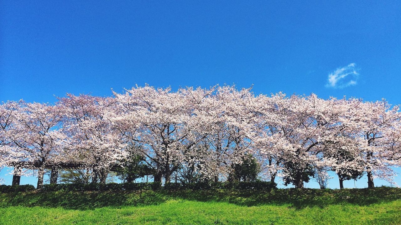 毛馬橋