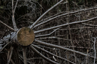 Close-up of dried plant on tree trunk