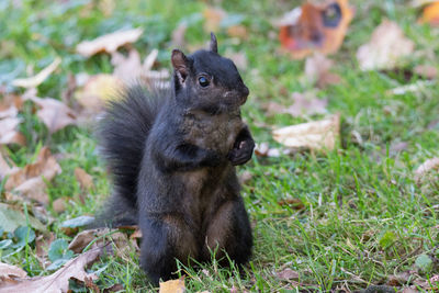 Black squirrel, fighting stance
