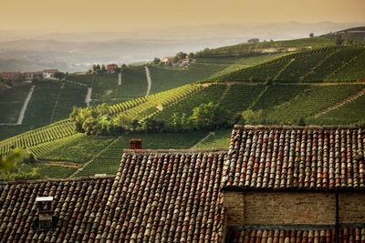 Scenic view of vineyard against sky