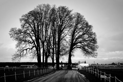 Road amidst bare trees against sky