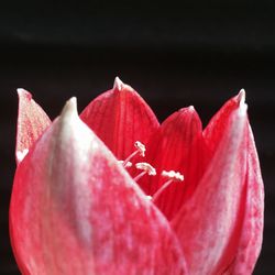 Close-up of red rose against water