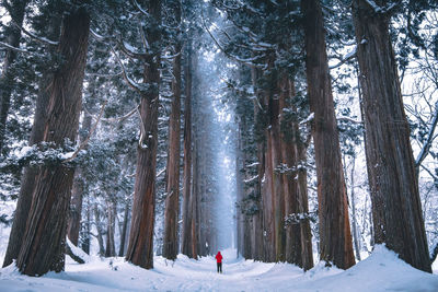 Scenic view of snow covered trees in forest