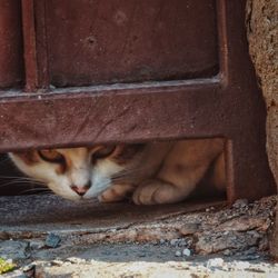 Close-up portrait of a cat resting on wall