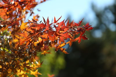 Close-up of orange leaves on tree during autumn