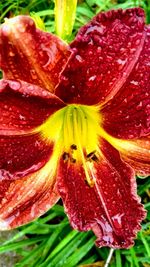 Close-up of water drops on red flower