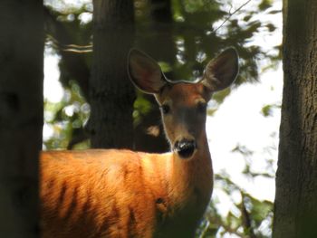 Close-up portrait of deer