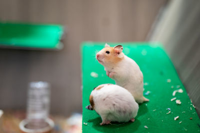 Close-up of white rats