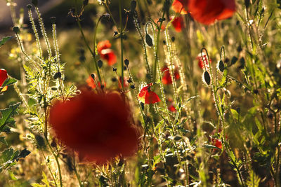 Close-up of poppy on field