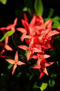 Close-up of red flowering plant