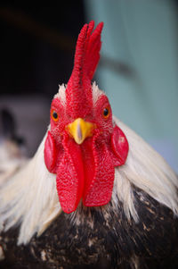 Close-up of rooster