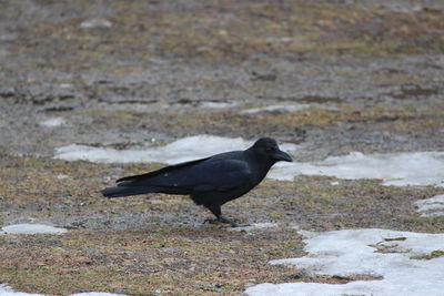 Bird perching on snow