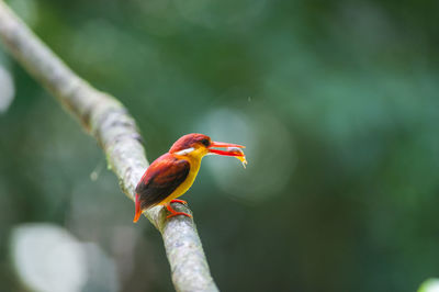 Close-up of bird perching on leaf