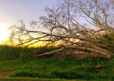 Bare tree on field against sky