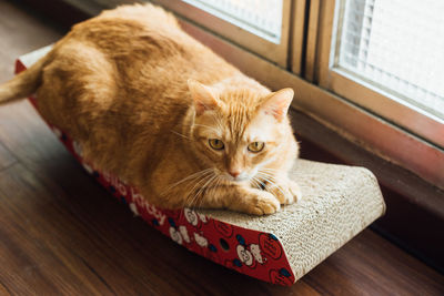 Portrait of cat sitting on seat at home