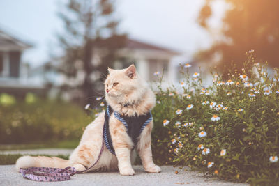 Cat looking away outdoors