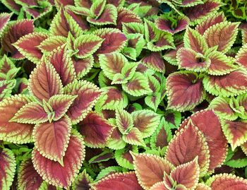 Full frame shot of pink flowering plants