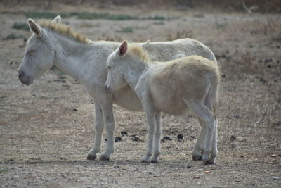 White donkeys standing in a field