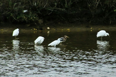 Swans swimming in lake