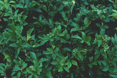 Full frame shot of plants growing on field