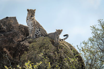 Leopard and cub sit on sunlit rock