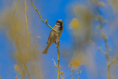 Low angle view of bird perching on tree