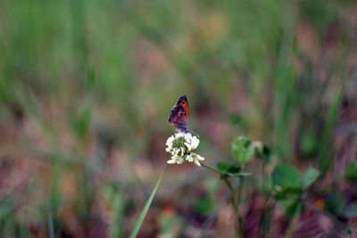 Close-up of ladybug on flower against blurred background