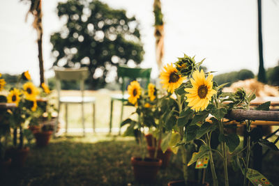 Countryside wedding seating, with wedding aisle and chairs decorated with bright yellow sunflowers.
