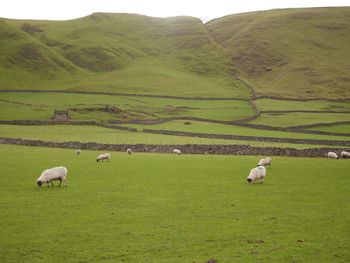 Sheep grazing on grassy field against mountain