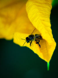 Close-up of bee pollinating on yellow flower