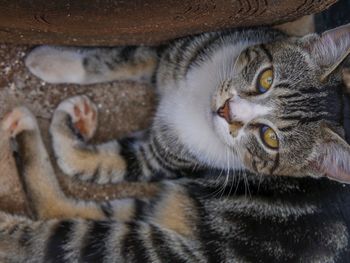 Close-up portrait of cat