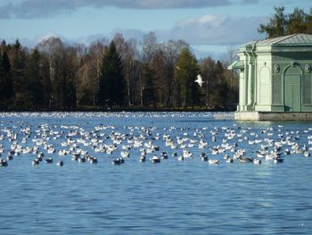 Flock of birds in lake