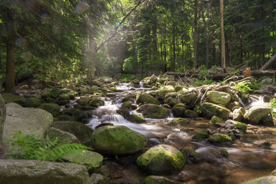 Stream flowing through rocks in forest