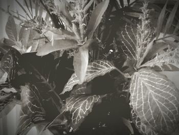 Close-up of leaves