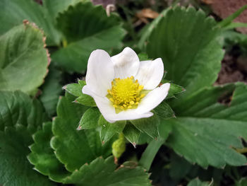 Close-up of white flowering plant leaves