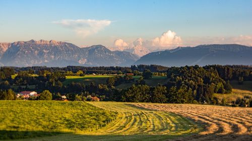 Scenic view of agricultural field against sky