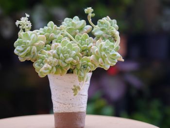 Close-up of flowering plant