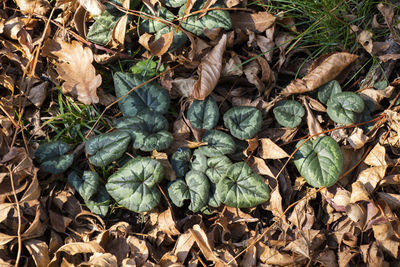 Full frame shot of dry leaves