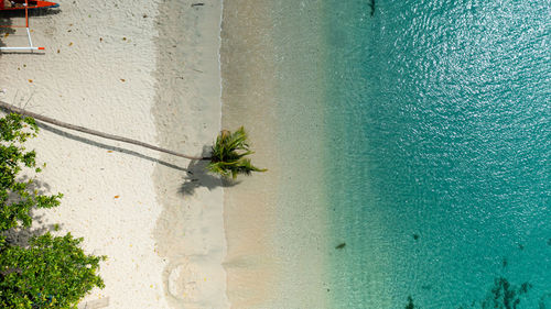 High angle view of potted plant