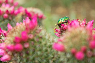 Close-up of insect on pink flower