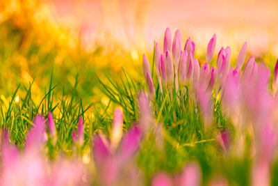 Close-up of pink flowering plants on field during sunset